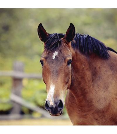 Nástěnný kalendář poznámkový Koně 2027 - BNL3-27 5