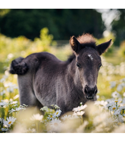 Nástěnný kalendář poznámkový Koně 2027 - BNL3-27 6