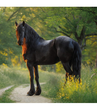 Nástěnný kalendář poznámkový Koně 2027 - BNL3-27 7