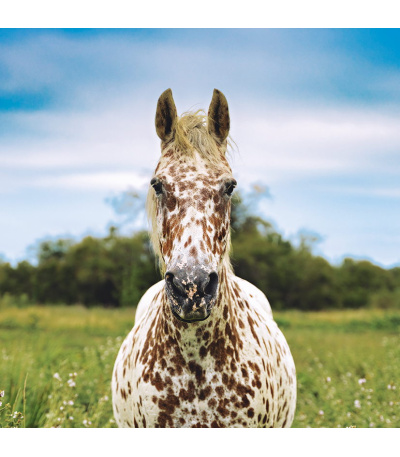 Nástěnný kalendář poznámkový Koně 2027 - BNL3-27 8