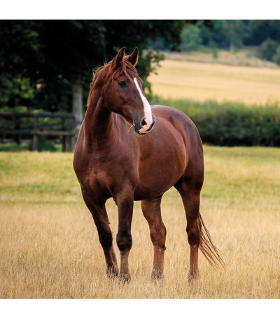 Nástěnný kalendář poznámkový Koně 2027 - BNL3-27 9