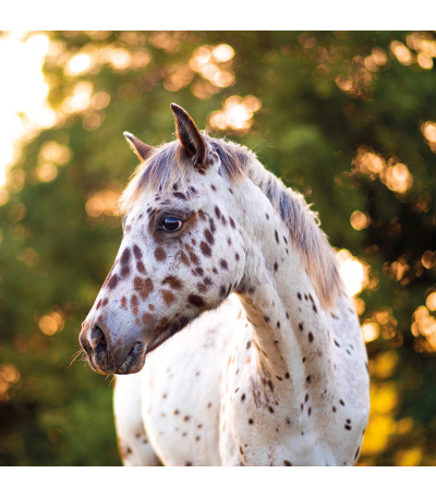 Nástěnný kalendář poznámkový Koně 2027 - BNL3-27 10