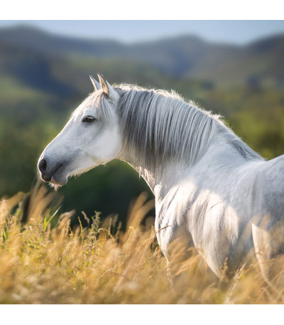 Nástěnný kalendář poznámkový Koně 2027 - BNL3-27 11