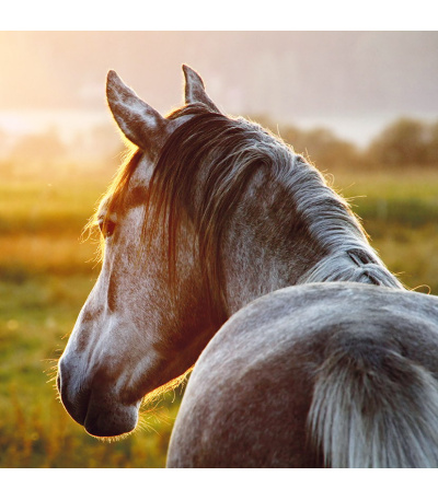 Nástěnný kalendář poznámkový Koně 2027 - BNL3-27 12