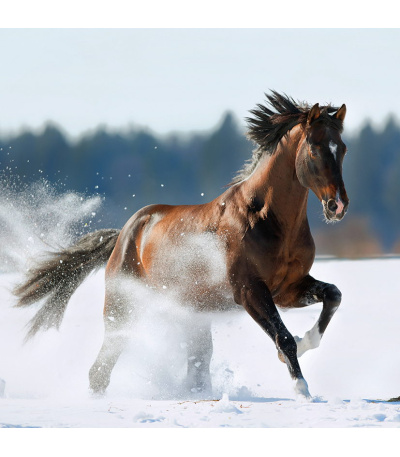 Nástěnný kalendář poznámkový Koně 2027 - BNL3-27 13
