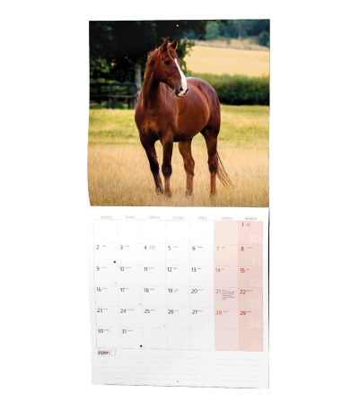Nástěnný kalendář poznámkový Koně 2027 - BNL3-27 14