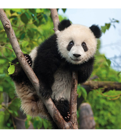 Nástěnný kalendář poznámkový Zvířátka... - BNL9-27 2