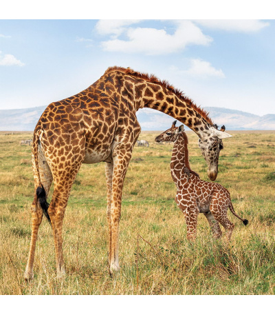 Nástěnný kalendář poznámkový Zvířátka... - BNL9-27 3