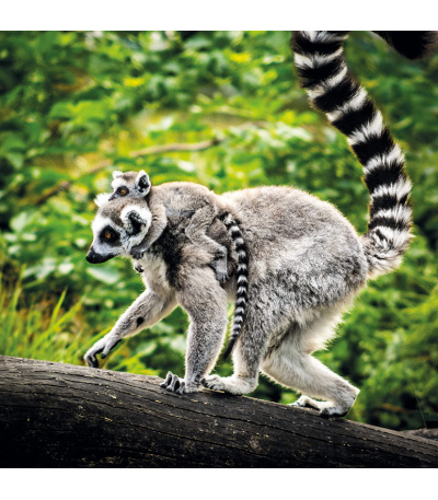 Nástěnný kalendář poznámkový Zvířátka... - BNL9-27 4