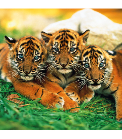 Nástěnný kalendář poznámkový Zvířátka... - BNL9-27 6