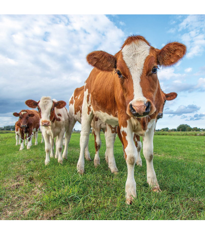 Nástěnný kalendář poznámkový Zvířátka... - BNL9-27 7