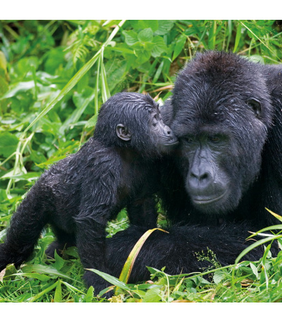 Nástěnný kalendář poznámkový Zvířátka... - BNL9-27 8