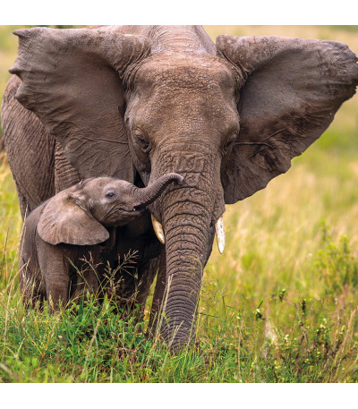 Nástěnný kalendář poznámkový Zvířátka... - BNL9-27 10