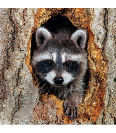 Nástěnný kalendář poznámkový Zvířátka... - BNL9-27 11