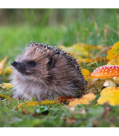 Nástěnný kalendář poznámkový Zvířátka... - BNL9-27 12