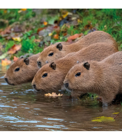 Nástěnný kalendář poznámkový Zvířátka... - BNL9-27 13