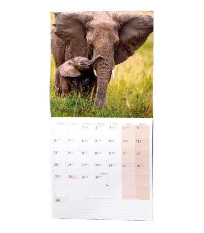 Nástěnný kalendář poznámkový Zvířátka... - BNL9-27 14