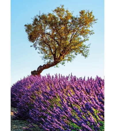 Nástěnný kalendář Provence - A3 2027 - BNG14-27 2