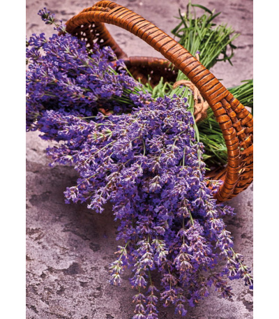 Nástěnný kalendář Provence - A3 2027 - BNG14-27 4