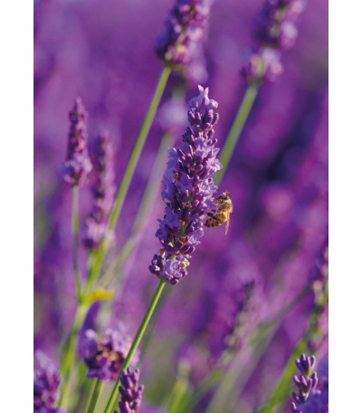 Nástěnný kalendář Provence - A3 2027 - BNG14-27 5