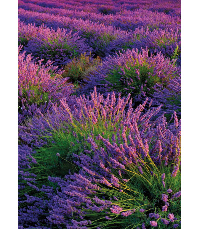 Nástěnný kalendář Provence - A3 2027 - BNG14-27 7