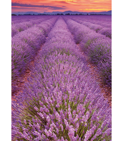 Nástěnný kalendář Provence - A3 2027 - BNG14-27 12