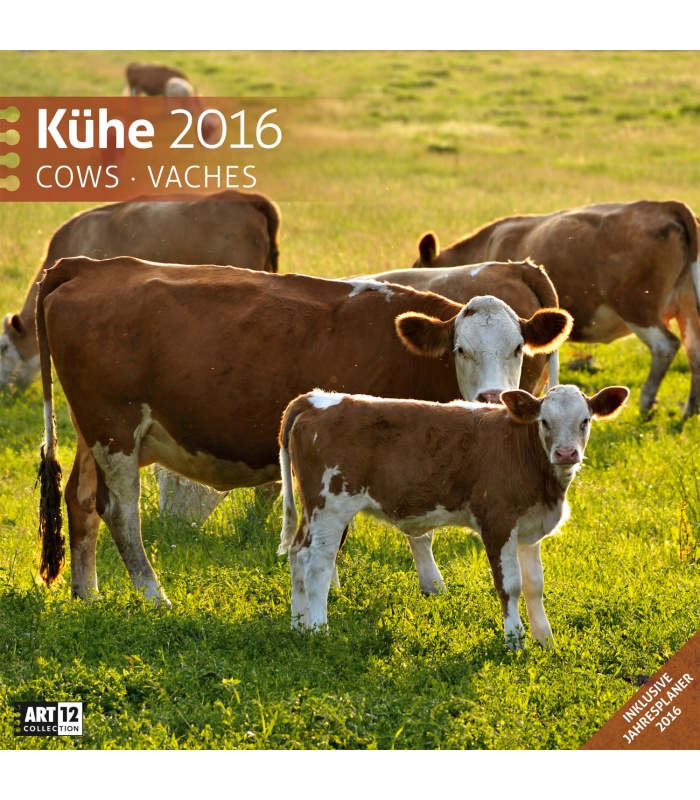 Wall Calendar Cows 30 X 30 Cm 2016