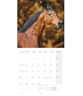 Nástěnný kalendář Koně - Christiane Slawik 2016
