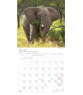 Wall calendar  Elefanten T&C 2016