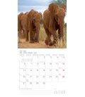 Wandkalender Elefanten T&C 2016