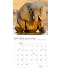 Nástěnný kalendář Sloni / Elefanten T&C 2016